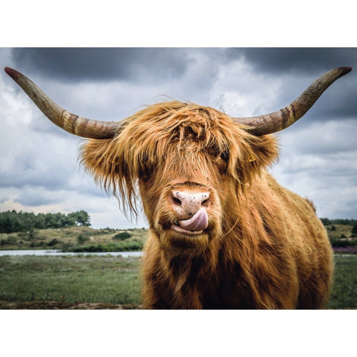 Highland Cattle – 300 Parça Puzzle