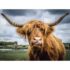 Highland Cattle - 300 Parça Puzzle